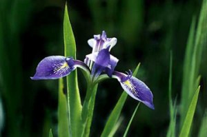 blueiris